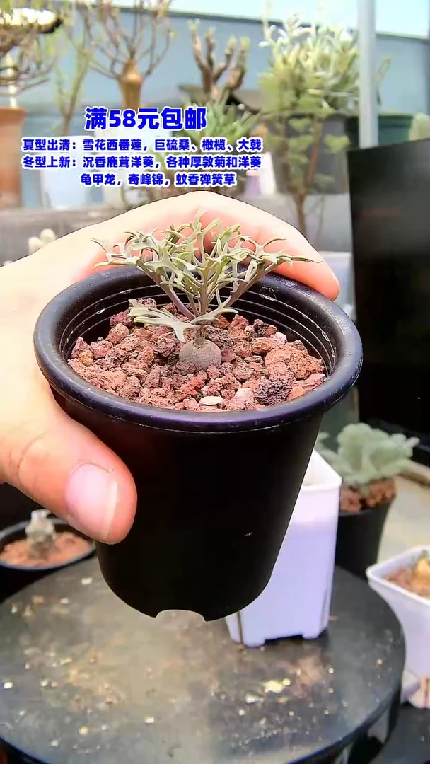 【闪购商品】羽叶厚敦菊
