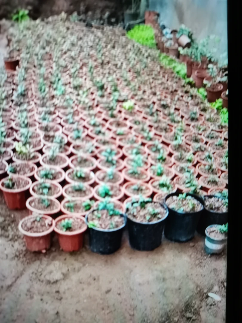 金弹子，净化空气，观赏体验好，