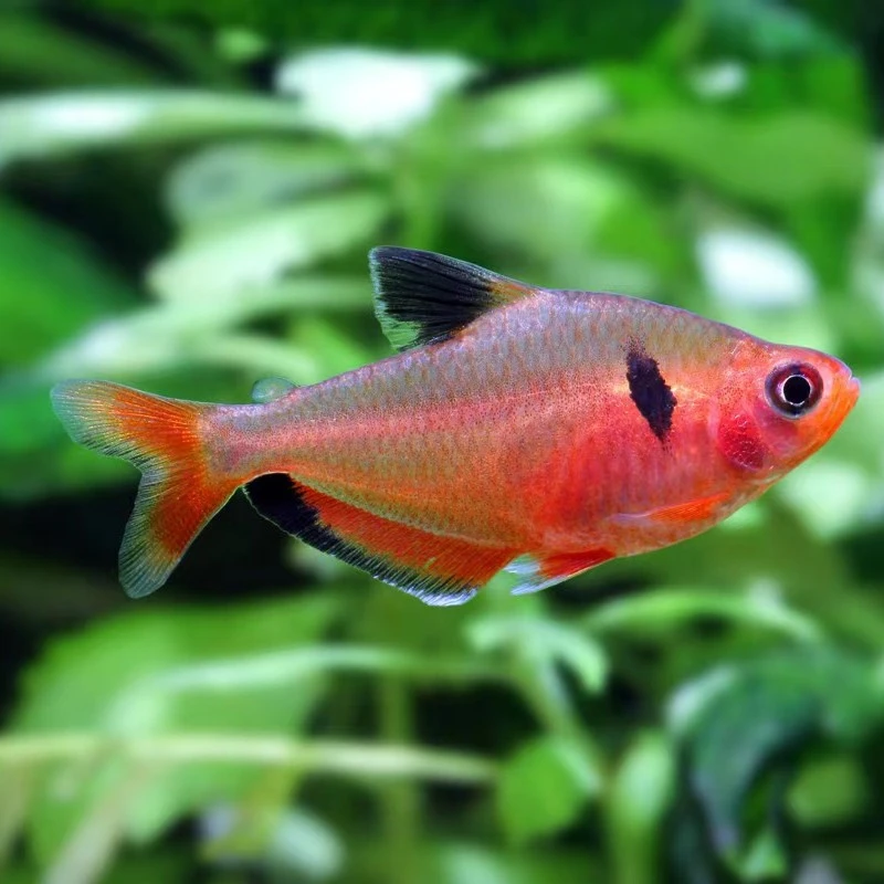 观赏鱼玫瑰扯旗鱼红鳍灯鱼红衣旗易新手鱼水草缸混养活体热带鱼