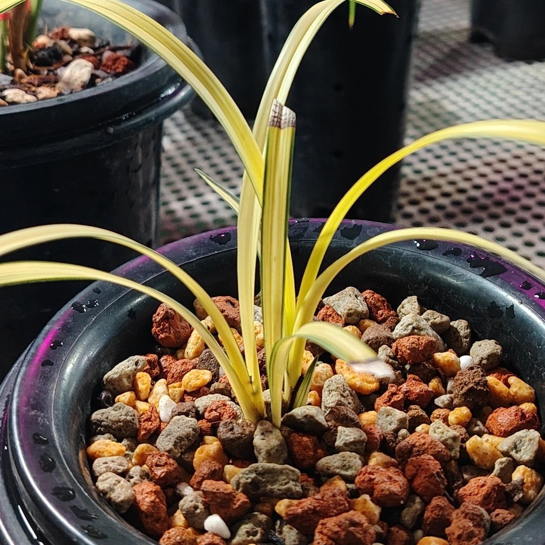 （直播专用）2中国兰花盆景，春剑，惠兰，送春，莲瓣等