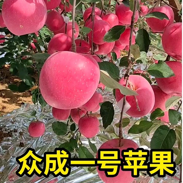 众成一号苹果树苗