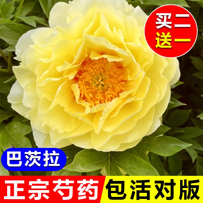 洛阳芍药花苗出售批发重瓣观赏芍药花耐寒好养易成活盆栽地栽花卉