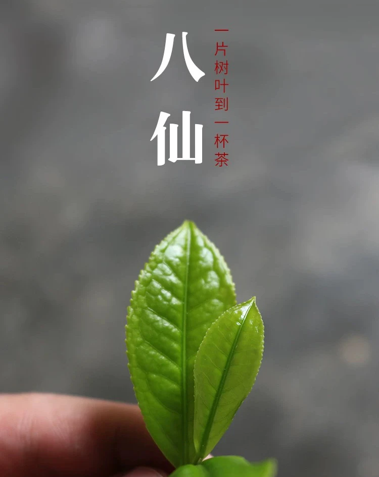 【八仙】花蜜香韵清香高山老枞凤凰单丛茶叶高端凤凰单枞茶叶乌龙茶