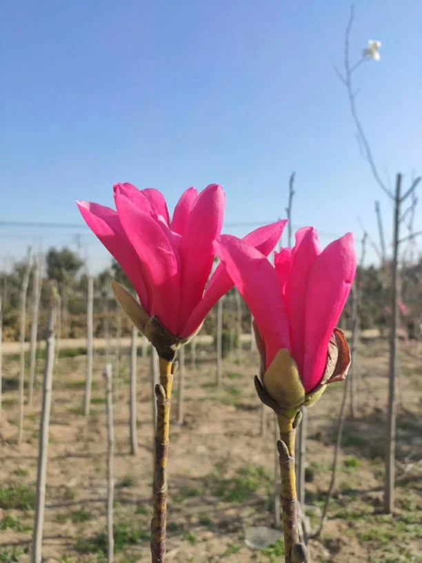 新品种玉兰娇红玉兰盆栽地栽阳台庭院好养活耐寒耐旱多季开花