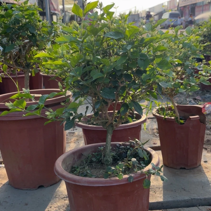 【哭赖包】精品单瓣笔尖茉莉花盆栽老桩独杆茉莉香味浓郁正宗