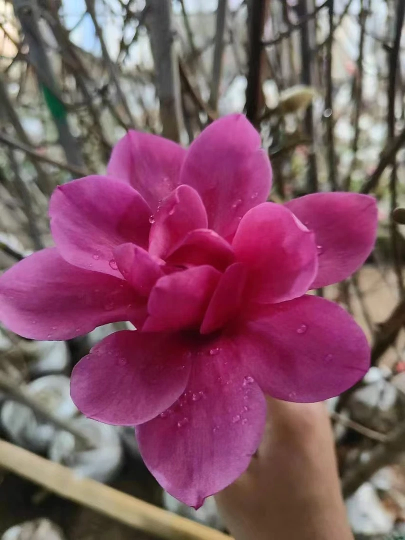 新品玉兰牡丹玉兰花树大花重瓣新手多季开放阳台庭院南北方都可种