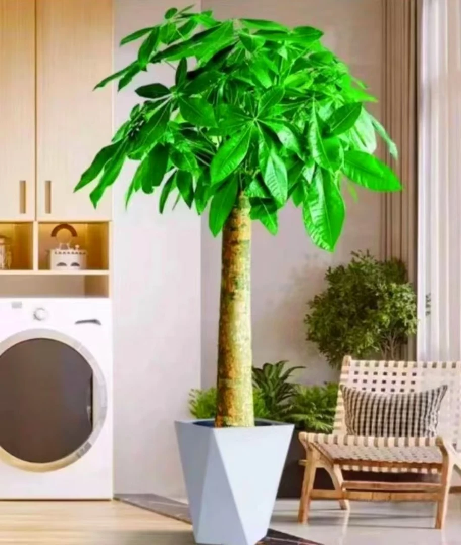 发财树盆栽大棵室内摆客厅大型步步高招财树绿植物办公室乔迁开业