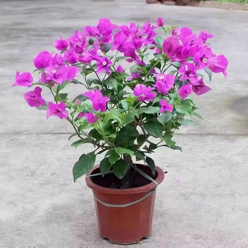 【云南紫大苗】三角梅花苗带花室内外爬藤绿植好养花卉四季开花