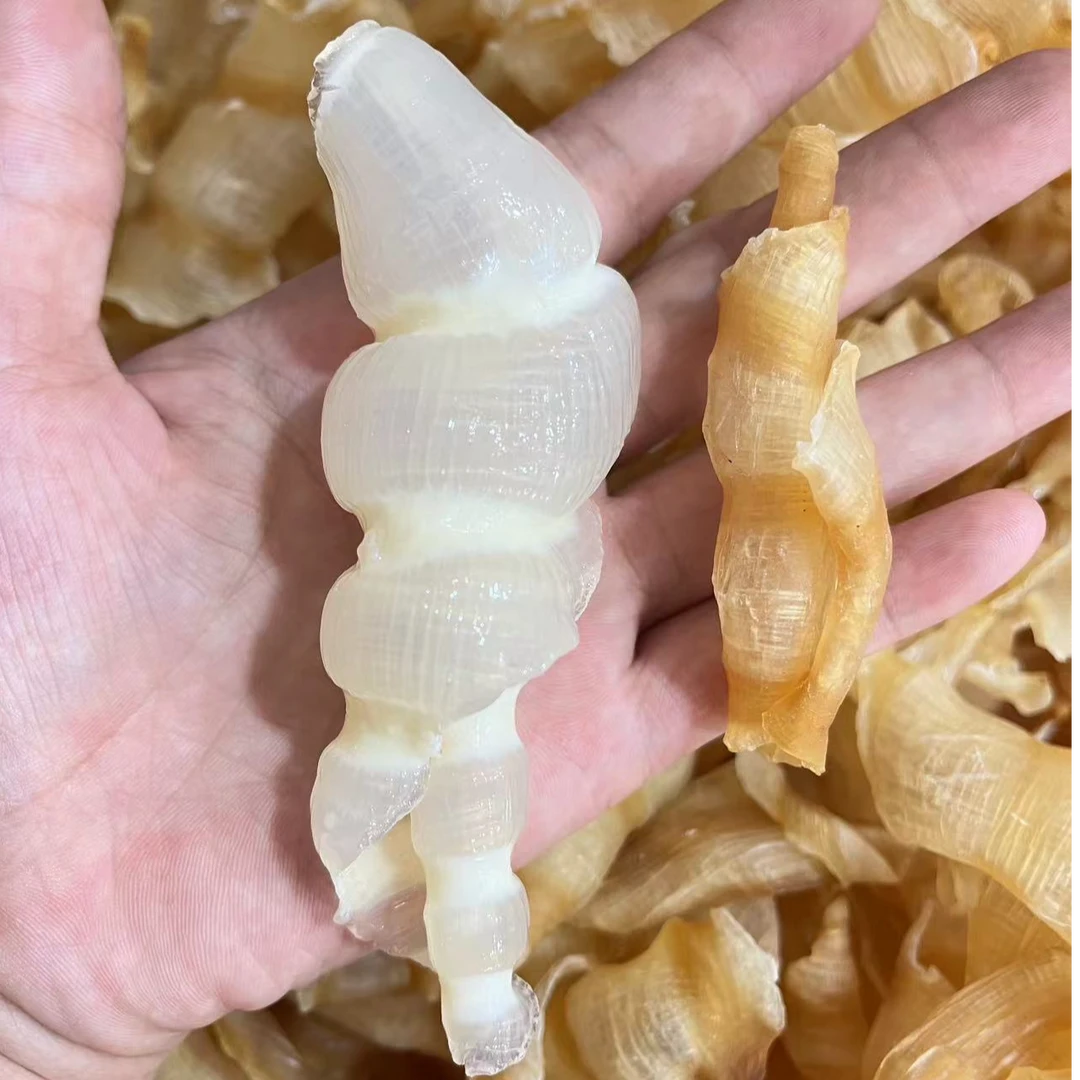东联甄选 中大款红敏鱼胶红鳌胶凤尾胶深海花胶滋补冻奶孕妇补品