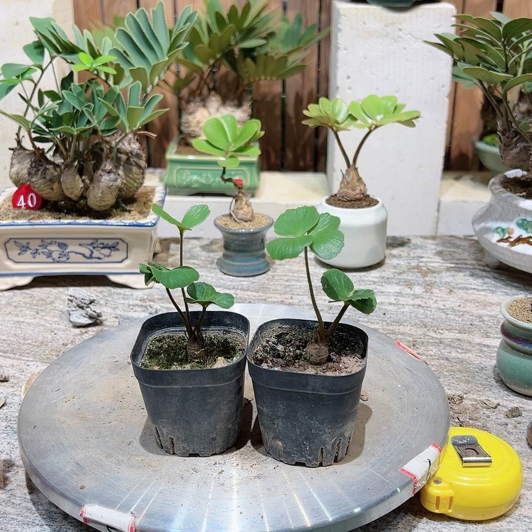 墨西哥铁树一物一拍