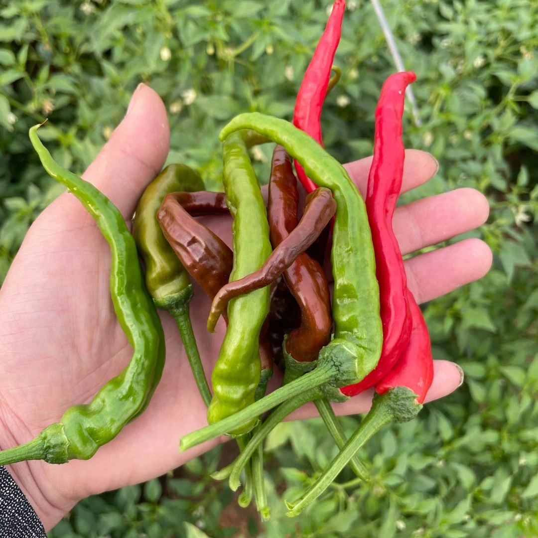 新鲜薄皮辣椒香辣青辣椒农家土辣椒1斤/3斤/5斤包邮
