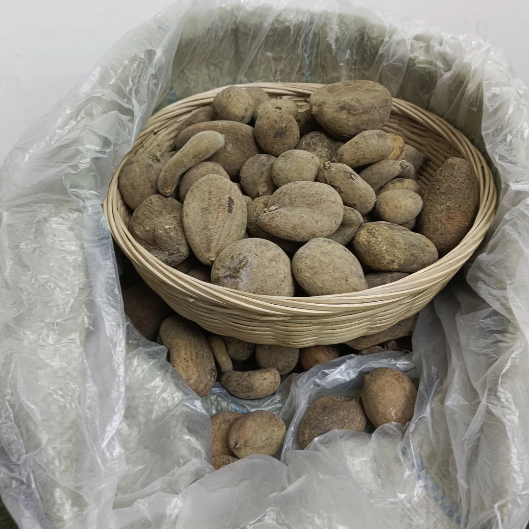 五倍子 四川野生五倍子 百虫仓 新货