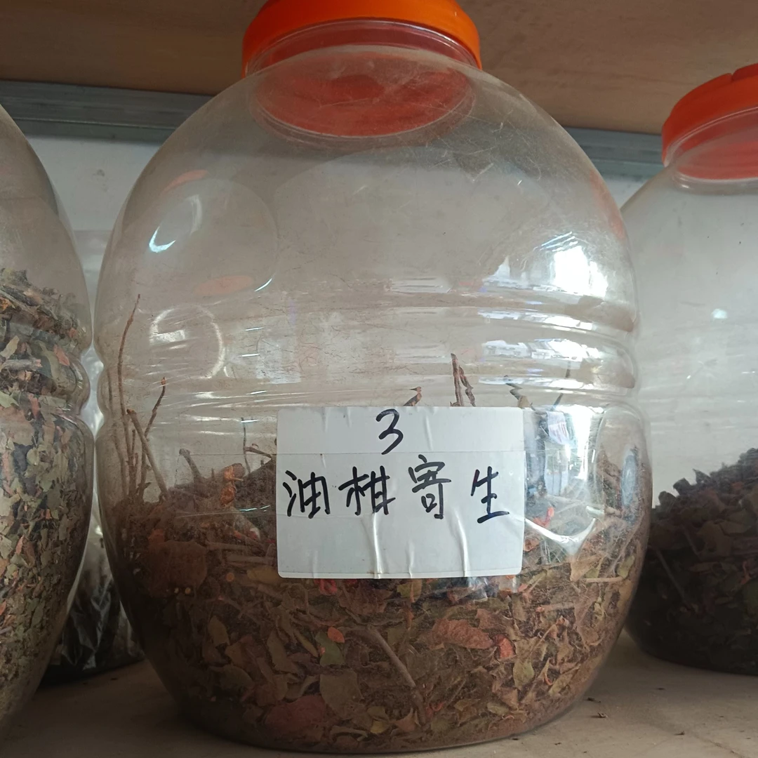 油柑寄生 广东客家高山采 油柑老树寄生 油柑果树寄生茶