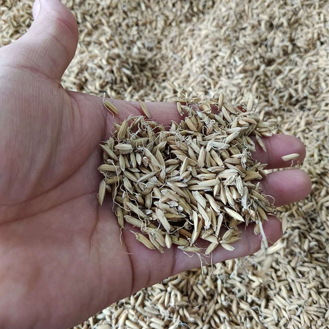 谷芽 广东稻谷芽 自己发的谷芽 稻芽