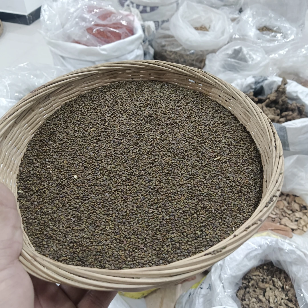 沙苑子 陕西种植 自然嗮干