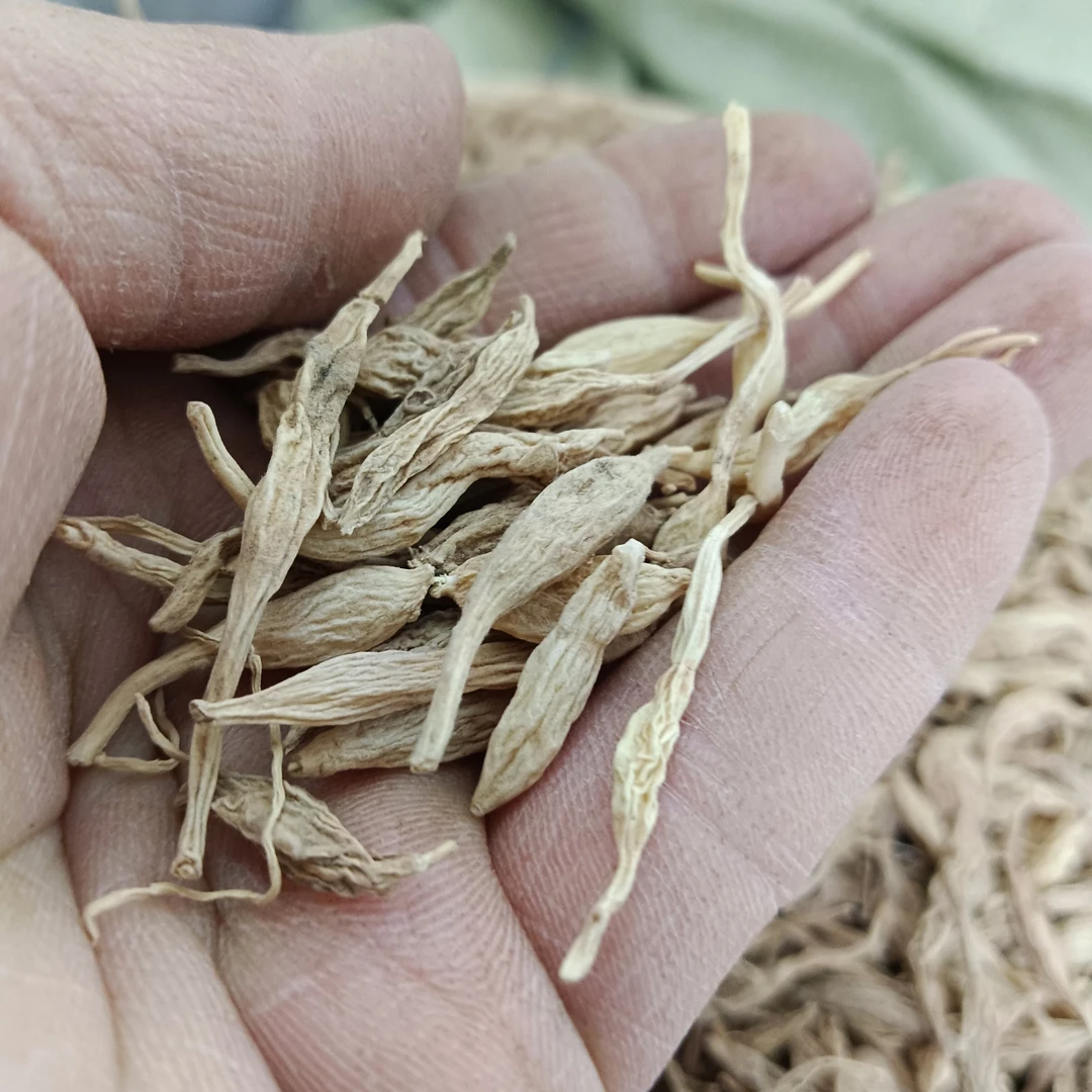 麦冬 四川非种植麦冬 川麦冬