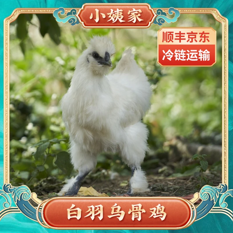 【小姨家新号福利】拍1发3 正宗生态果园新鲜乌鸡乌骨鸡 冷链运输