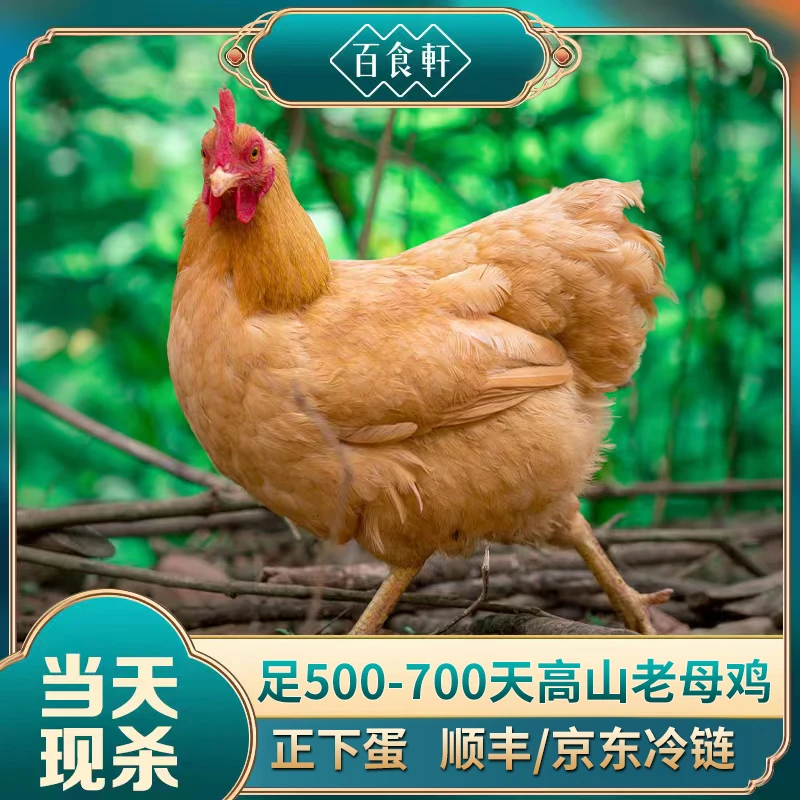 百食轩  大别山正宗土鸡500-700天新鲜老母鸡   2只5.5斤 3只6斤
