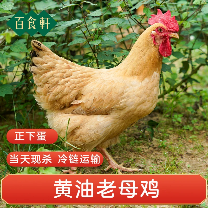 【小姨家新号福利】正宗大别山黄油母鸡2只4.5-5斤 新鲜现杀冷链
