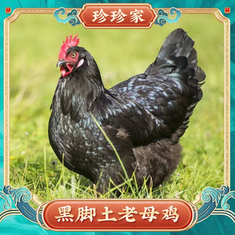 【百食轩粉丝浮力】正宗大别山土鸡3年黑爪老母鸡2只5.5斤 顺丰