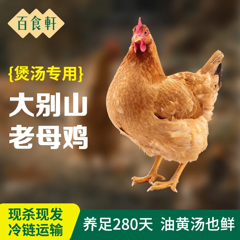 百食轩 大别山正宗土鸡草鸡老母鸡煲汤炖汤2斤/只 顺丰
