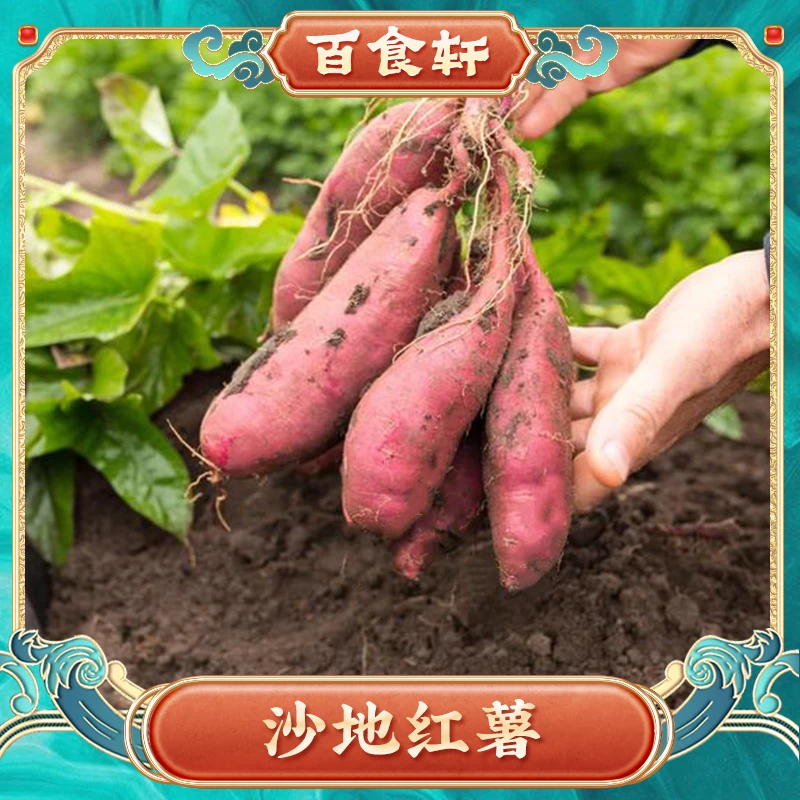 百食轩 安徽农家沙地红薯 软糯香甜烤地瓜糖心蜜薯番薯 5斤