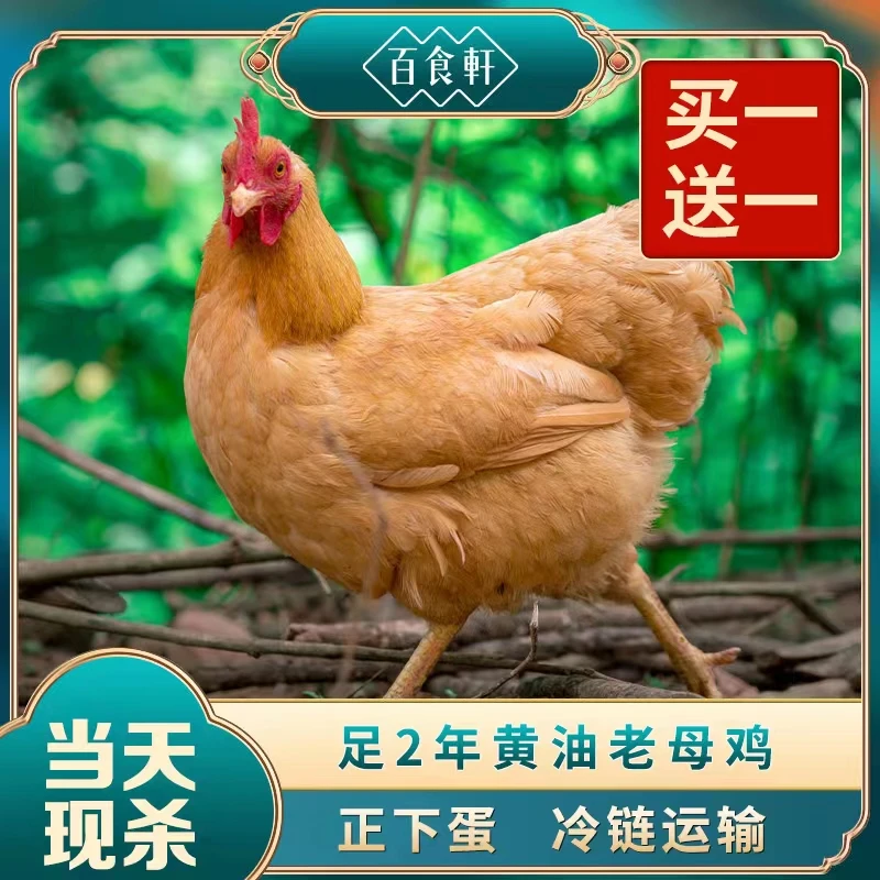 【粉丝福利】 大别山正宗生态土鸡新鲜黄油老母鸡草鸡2只煲汤炖汤