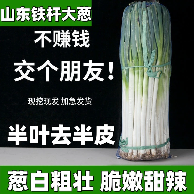 【铁杆大葱】正宗山东大葱甘甜微辣杆粗厚实现挖速发半叶去半皮批发