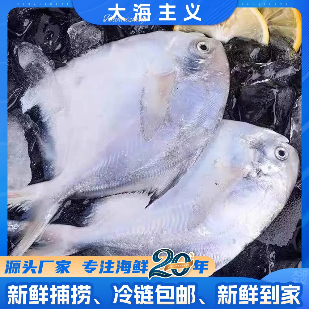 海捕银鲳鱼  海鲜水产鲜活新鲜速冻深海鱼海鱼鲜鲳鱼5斤-YX