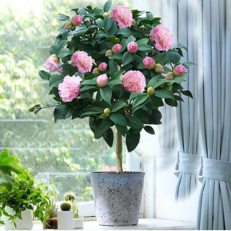 香妃茶花盆栽室内外客厅阳台植物大花浓香一物一拍非常漂亮花好看