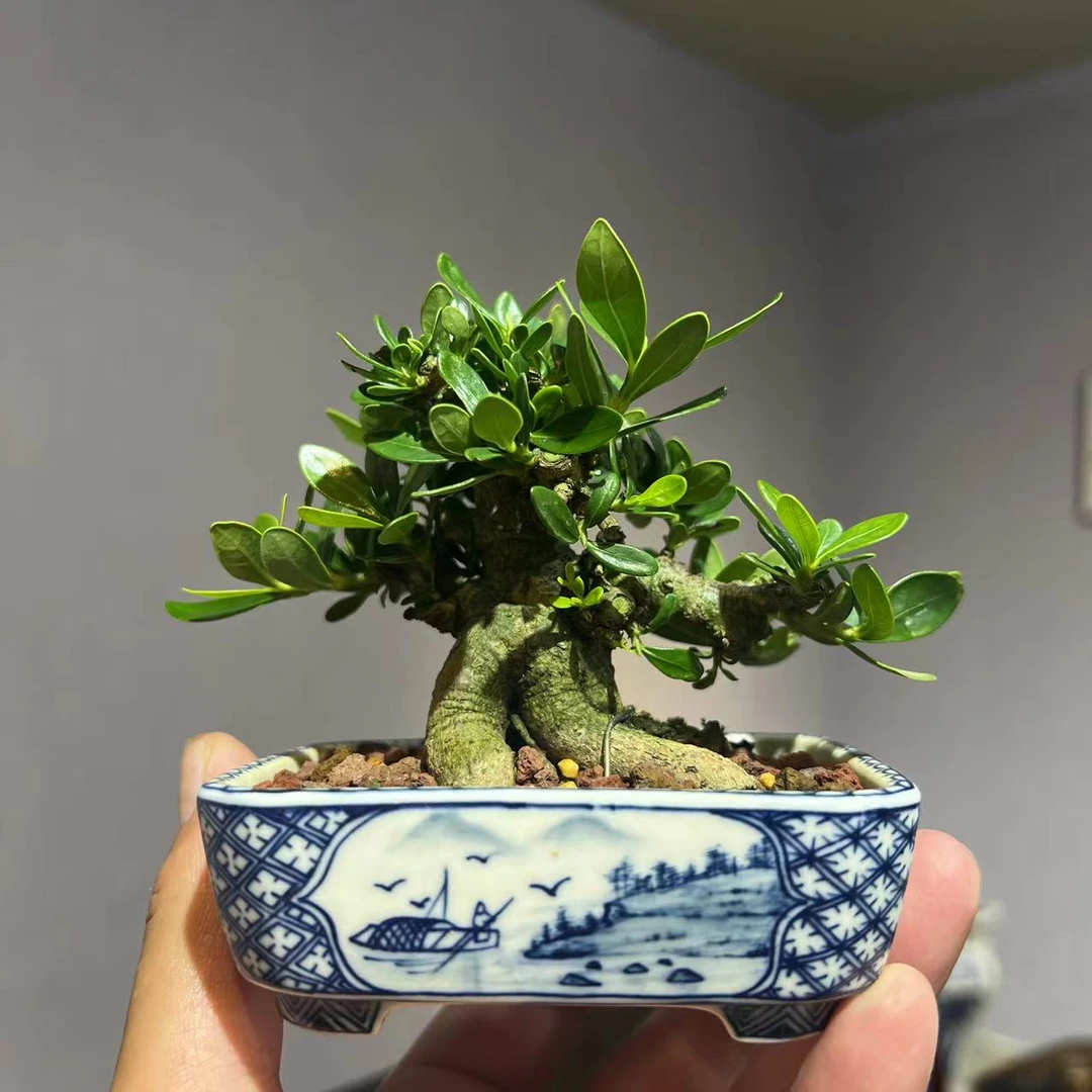 【添瑞盆景】栀子花二八呈祥