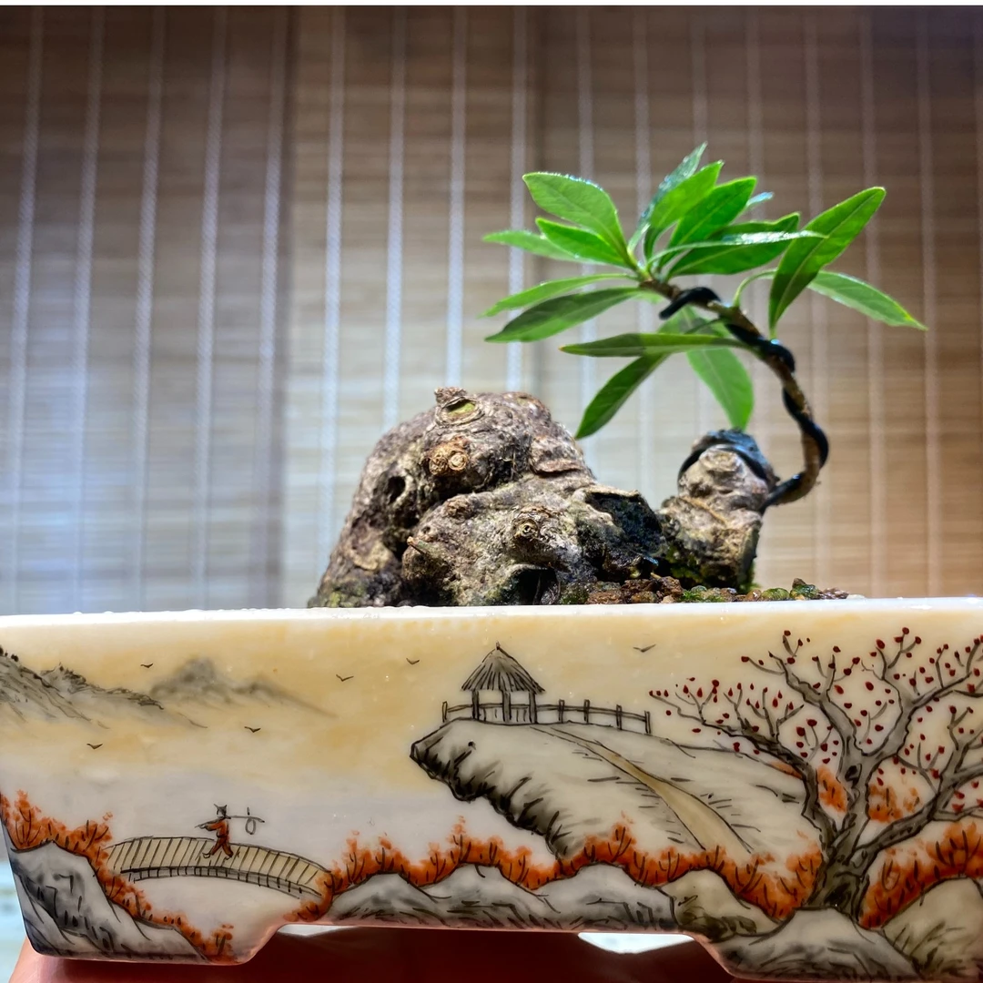 添瑞栀子花，一物一拍，十全十美