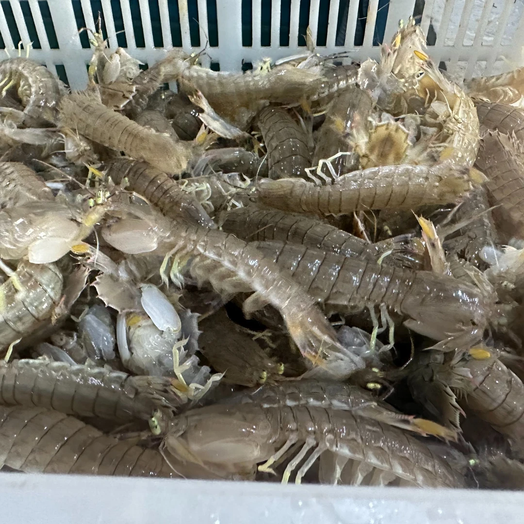 威海渤海湾冷水野生小船虾爬子皮皮虾4斤