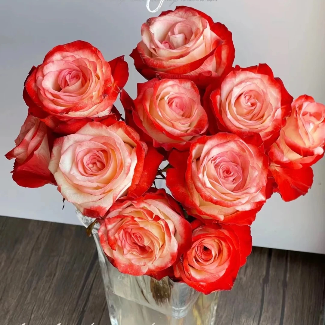 法尔法拉 灌木月季花苗盆栽庭院阳台花卉多季节开花