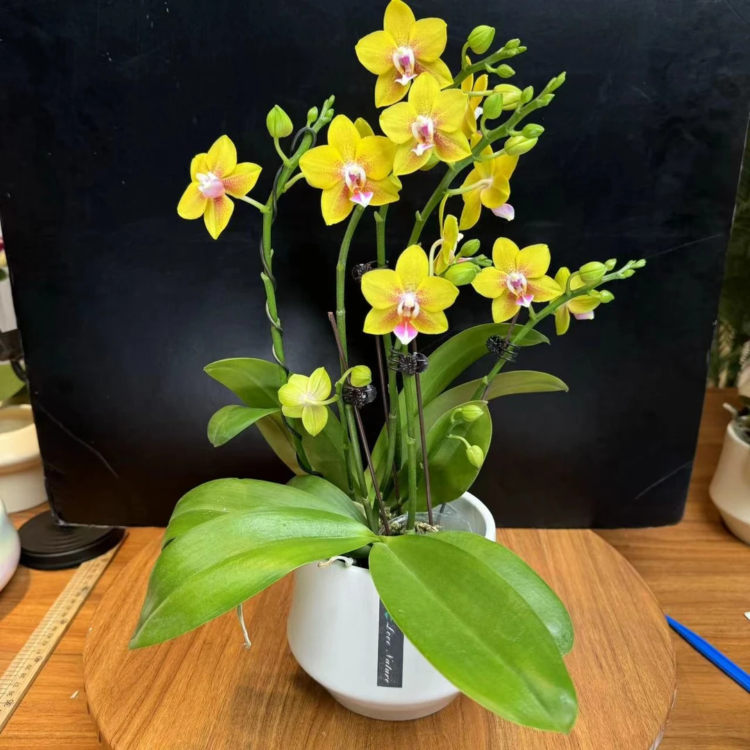 《香水黄金》2.8寸杯双剑蝴蝶兰
