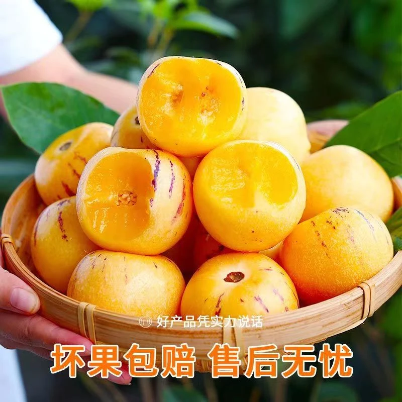 多汁正宗云南石林人参果9/5/3斤皮薄清甜黄肉圆果人生果大果中果