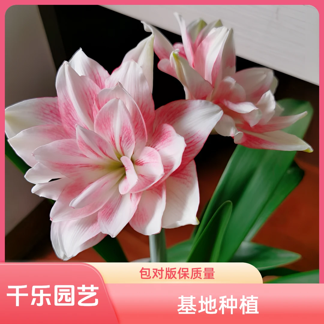 【蓝色蜂鸟】澳朱重瓣朱顶红种球易养花卉绿植室内外盆栽