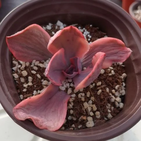 蓝玫瑰锦多肉植物
