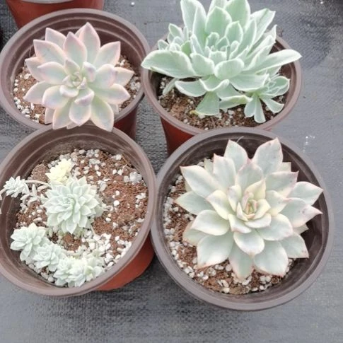淡雪锦,柠檬玫瑰锦,粉嫚锦,月光女神锦