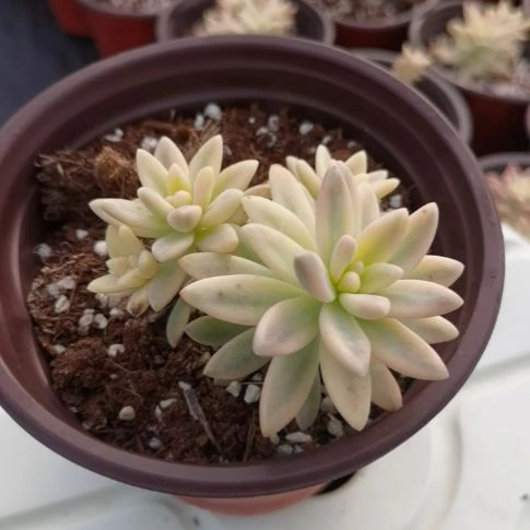 秋丽白覆轮锦多肉植物