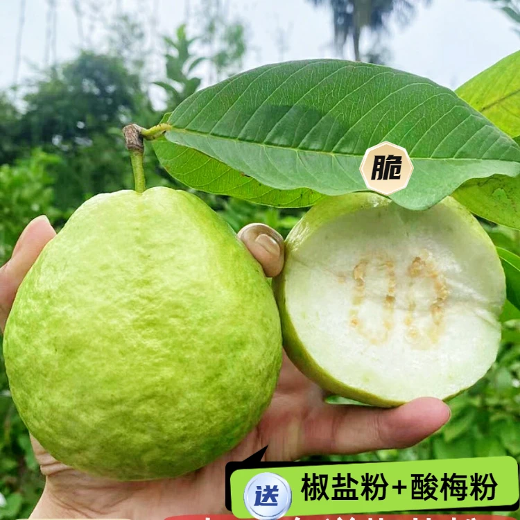 5斤装广西珍珠白心芭乐番石榴脆甜老树鲜果当天采摘发货优质水果