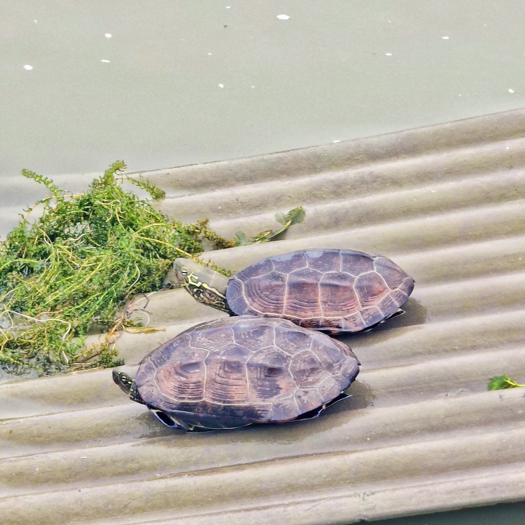 小龟，品相好，状态佳，欢迎选购家养宠物小乌龟