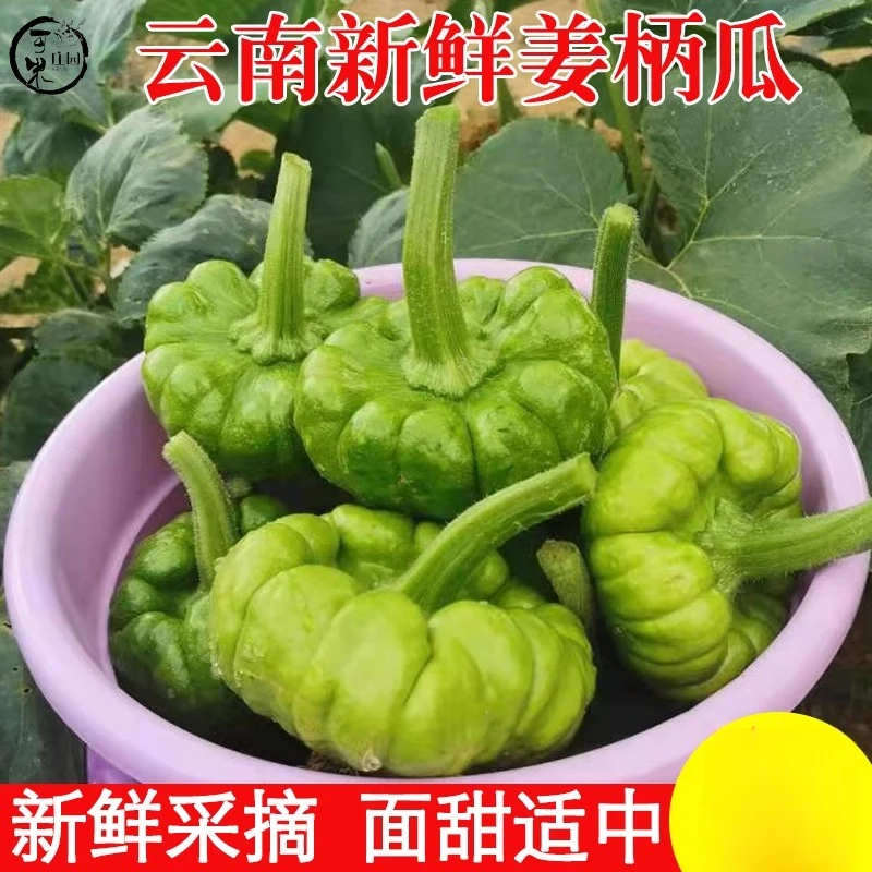 云南小麦瓜姜柄瓜小瓜姜饼瓜新鲜蔬菜嫩南瓜甜瓜小绿瓜包邮
