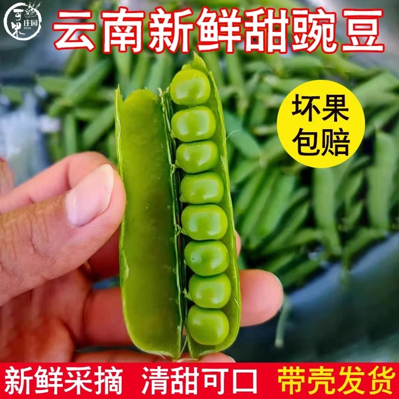 云南新鲜带壳豌豆荚青豌豆角农田现采现发新鲜蔬菜甜豌豆