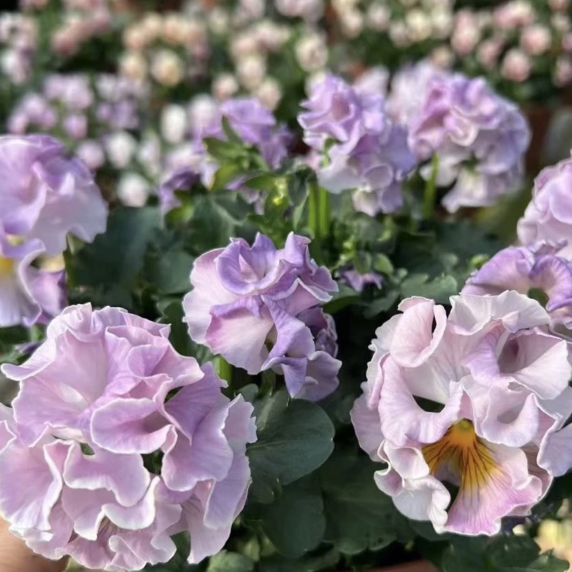 棠艺花卉 皱边角堇耐寒花卉盆栽