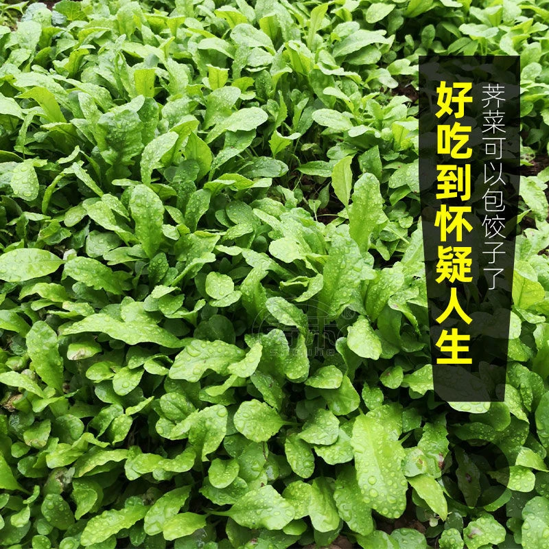 【满5包邮】荠荠菜种子农家四季大叶春野菜种籽盆栽荠菜种孑秋冬播