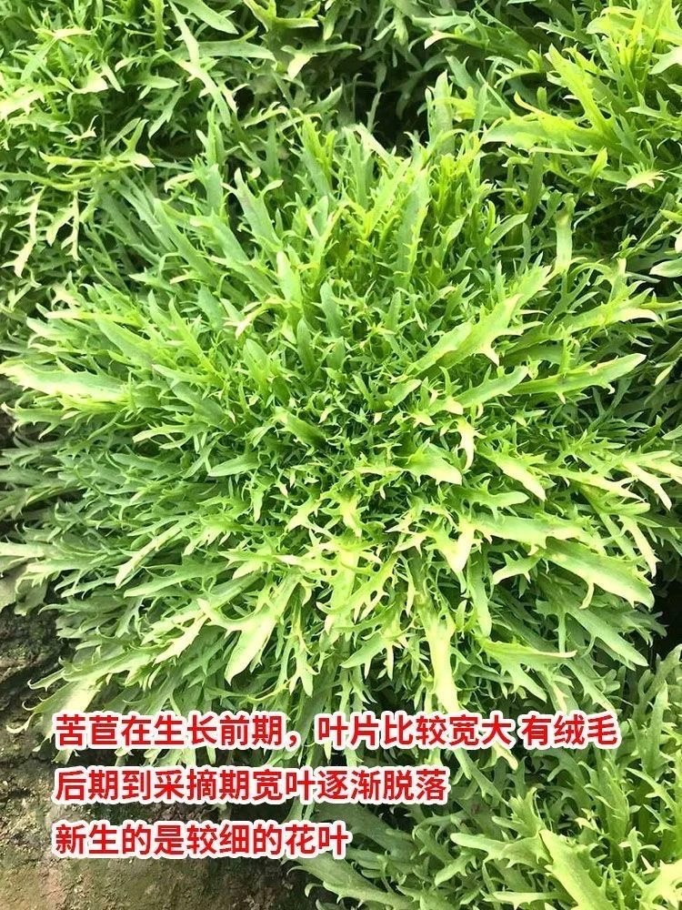 【满5包包邮】苦苣种子苗细叶苦菊黄心苦菜耐寒耐冻农家四季种子