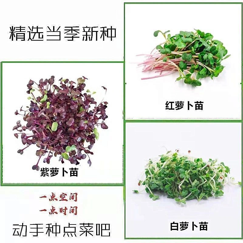 【满5包包邮】萝卜苗种子全年可种植萝卜苗种籽紫萝卜苗种籽