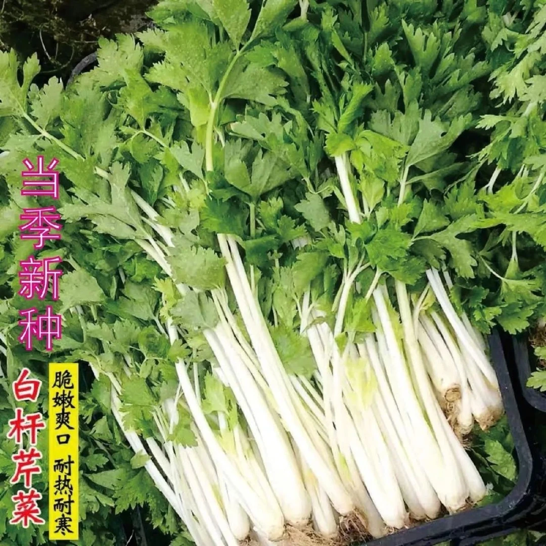 满五包包邮 白玉香芹种籽