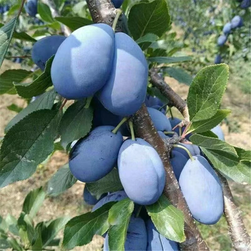 正宗西梅李子树苗嫁接正品西梅南方北方种植盆栽地栽阳台庭院室内